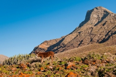 Fuerteventura