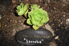 Aeonium balsamiferum