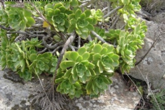 aeonium lancerottense