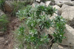 Carlina salicifolia