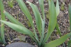 Pancratium canariensis