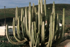 Euphorbia canariensis