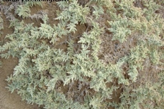 Salsola vermiculata